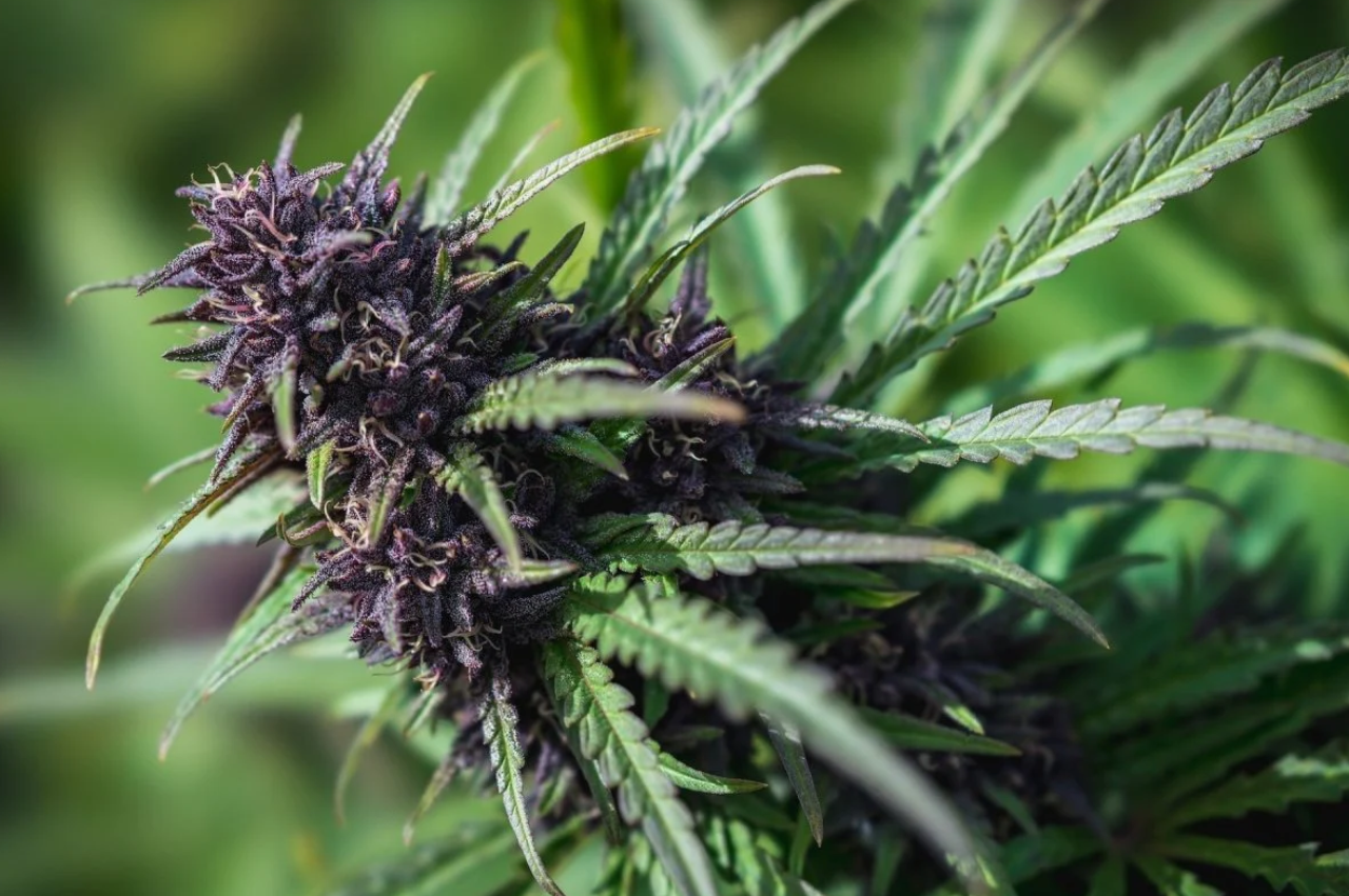 What Makes THC-A Flower Different From Other Hemp Flower
