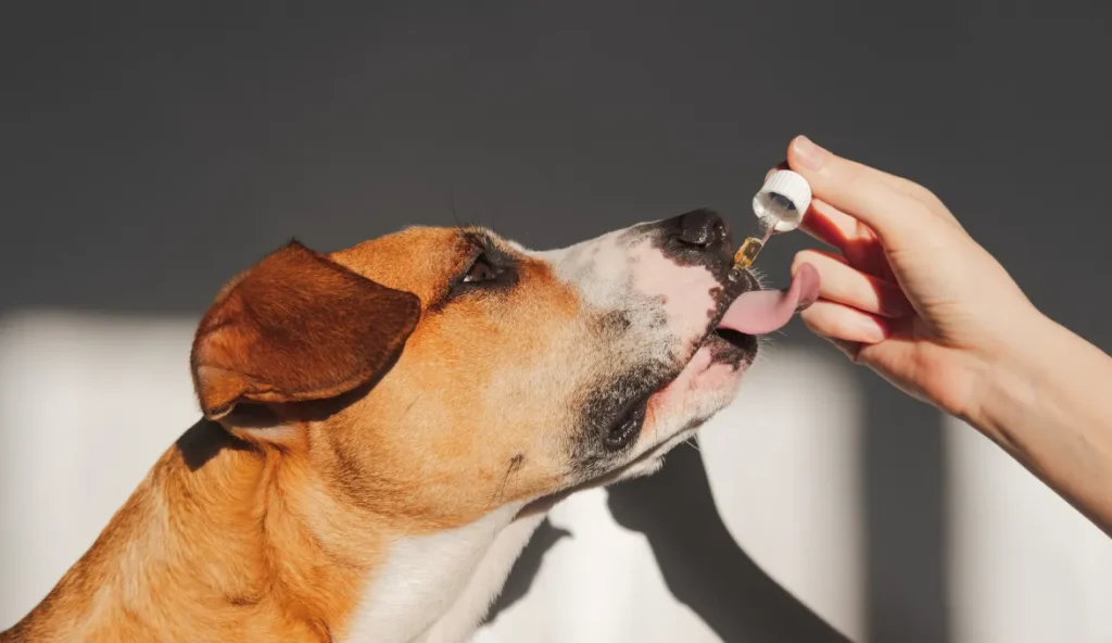      Why Some Dogs Respond Better to Full-Spectrum CBD